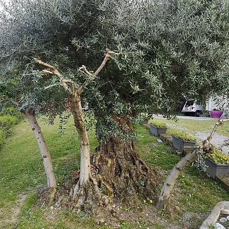 Bed & Breakfast Ai Due Vecchi Ulivi 3*